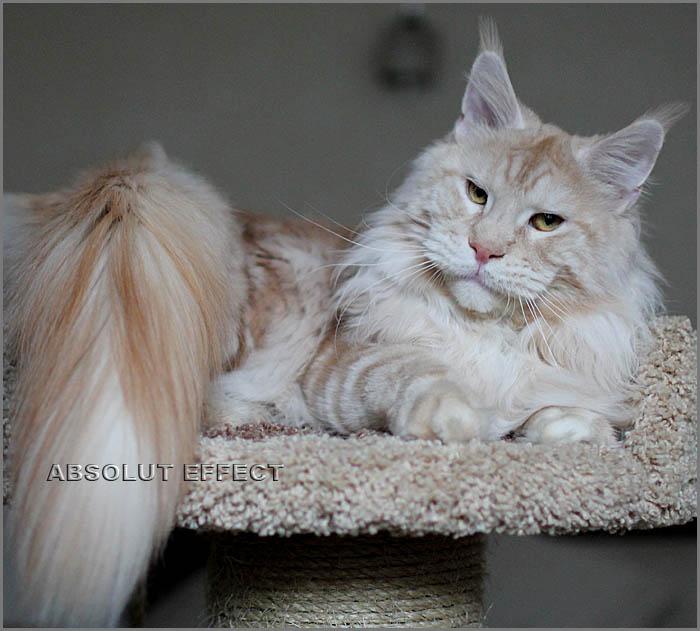      Absolut Effect/ Maine Coon Breeze Absolut Effect cattery