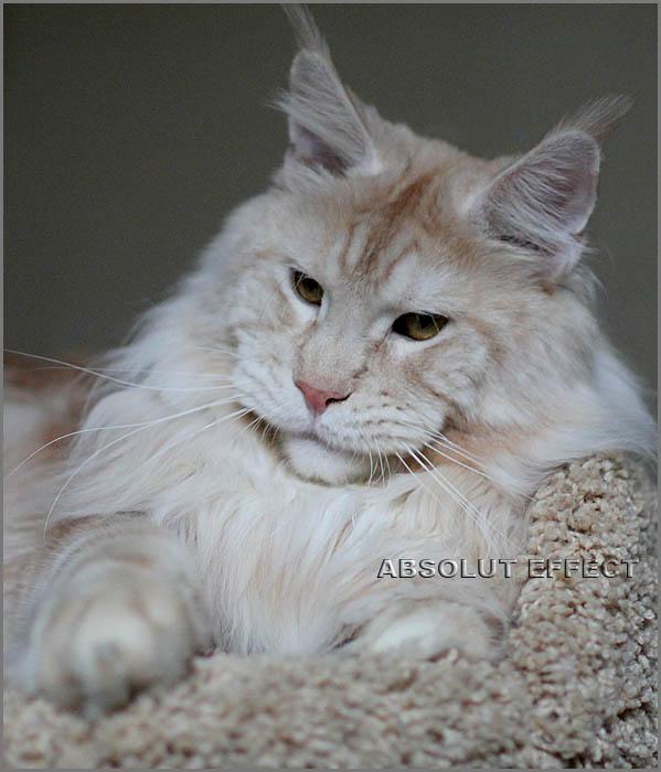      Absolut Effect/ Maine Coon Breeze Absolut Effect cattery